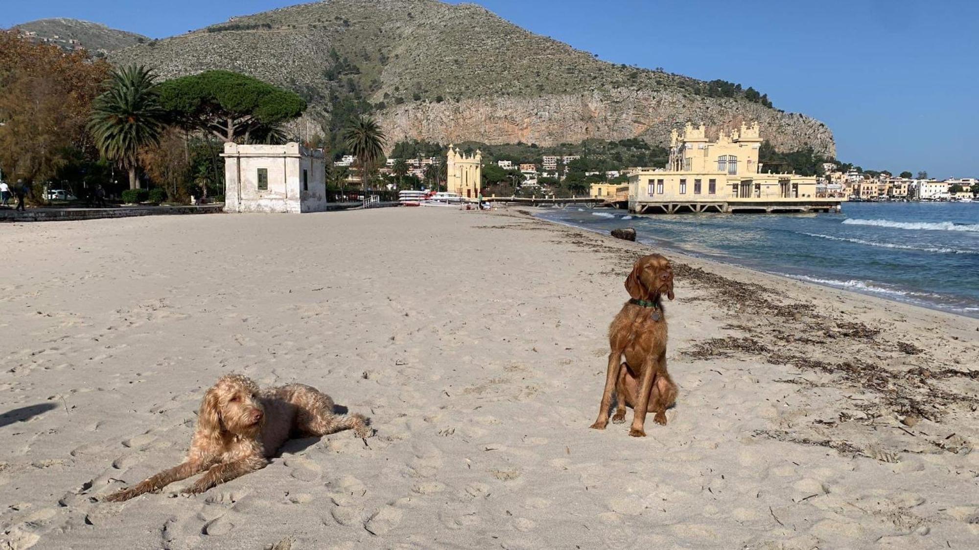 Due Cani Apartment باليرمو المظهر الخارجي الصورة